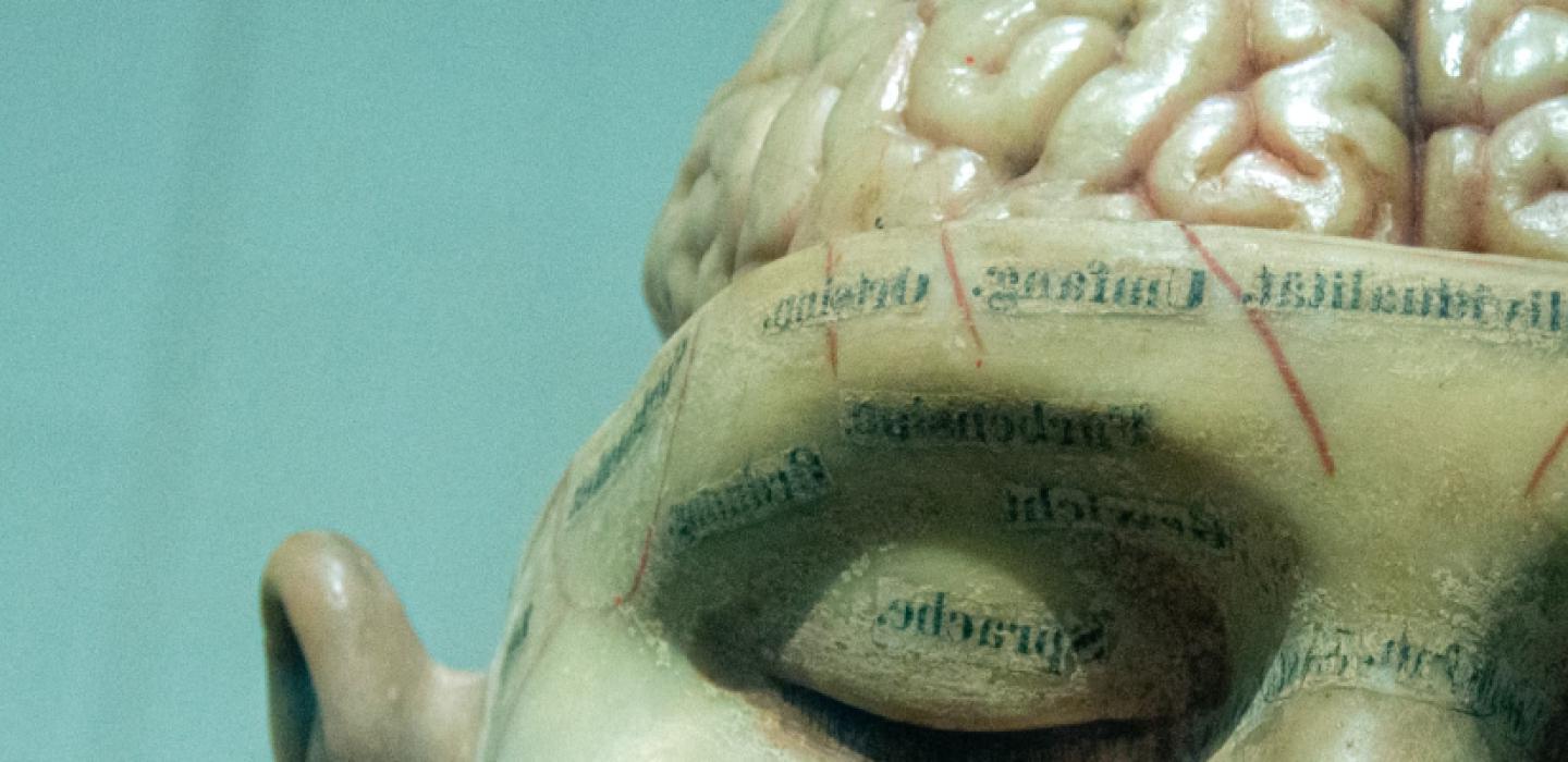 一个头部的雕塑，露出了大脑的上半部分.